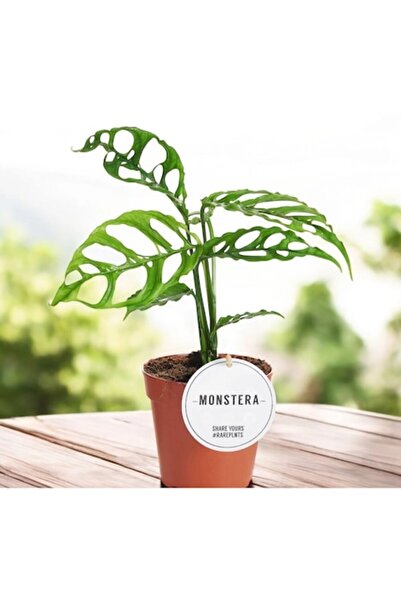Verdena Monstera obliqua 'Peru' plantă rară, înălțime 40-45cm