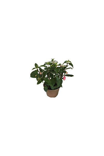 BİORGANİX Küpeli Çiçeği Fidanı 10-20 cm