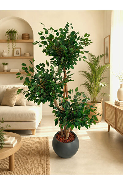 YEŞİLADA Yapay 3 Gövde Benjamin Ağacı 1.70 Metre Ficus Benjimia
