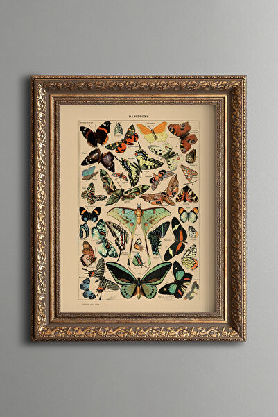 epiqart Colorful Winged Insect Collection - Vintage Patterned Painting - Thic...
