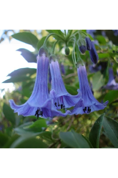 123 252+ Hardy Perennial Seeds Angel's Trumpet Flower Seeds for Indoor Outdoo...