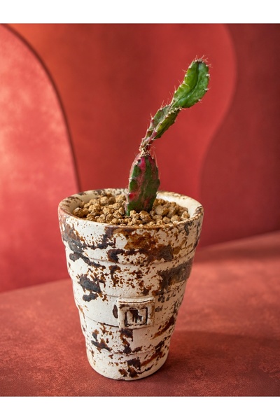 ATLANTE CACTUS Chimera Cactus