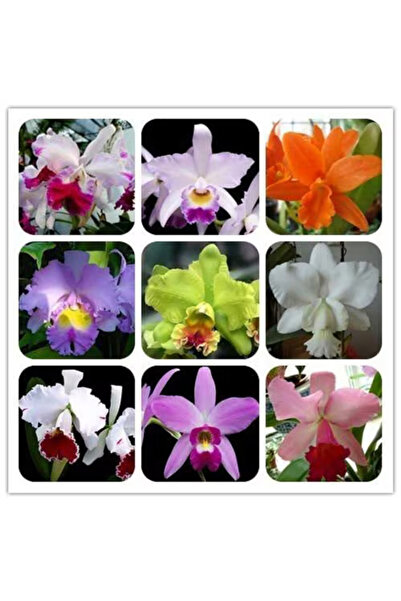123 206 Orchid Seeds, Rare Type, Different Green Permanent Inner Chromophous