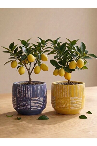 mora store 2'li Antik Desenli Sarı Mavi Beton Saksı 12,5x11 Cm | Modern Ev Of...