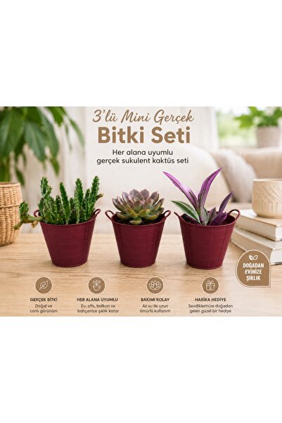 Hep İndirimli 3’lü Mini Gerçek Kaktüs Sukulent Bitki Seti – Dekoratif Saksılı...