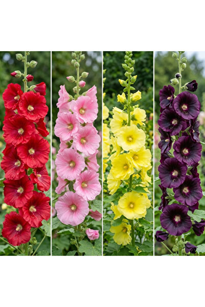 Bloom & Sow Seed بذور زهرة الهوليهوك متعددة الألوان (100 بذرة) - نبات دائم مت...