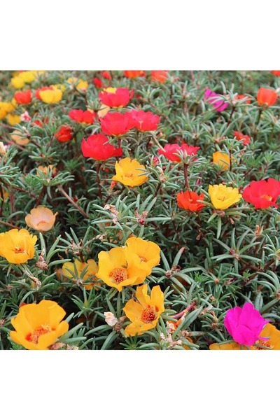 Bloom & Sow Seed بذور ورد هاردي موس، مقاومة للحرارة والجفاف، بذور زهور زينة ت...