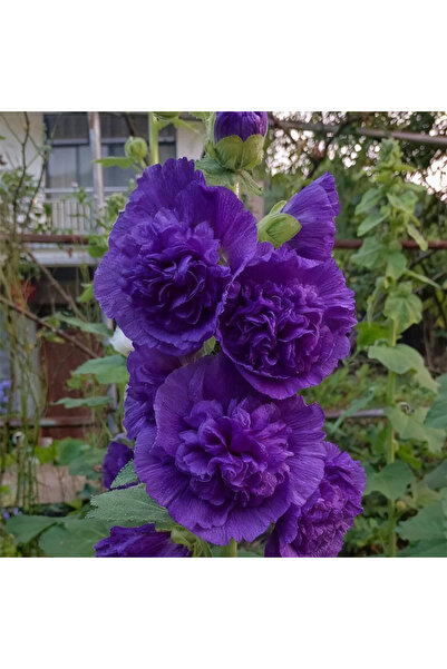 Bloom & Sow Seed Dark Violet Double Alcea Rosea Seeds, Backyard Fence Border ...