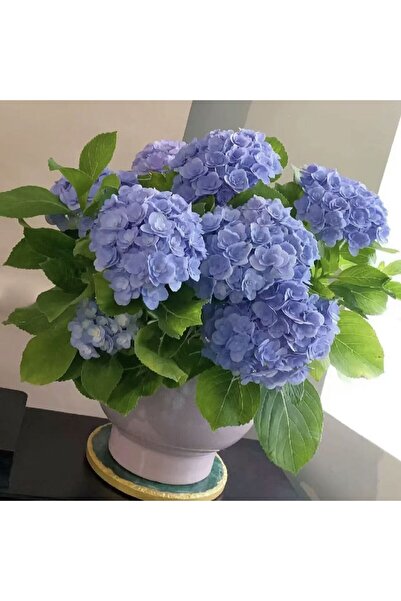 Bloom & Sow Seed شتلات زهرة الهيدرانجيا زرقاء سماوية ذات رؤوس زهرية كبيرة، سه...