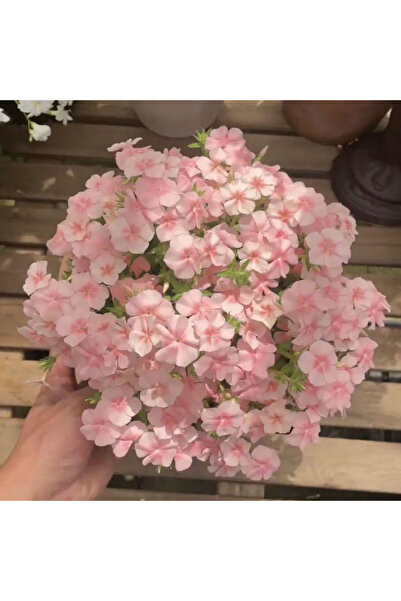 Bloom & Sow Seed Pastel Pink Garden Phlox, Dense Blooms Ornamental Seeds for ...