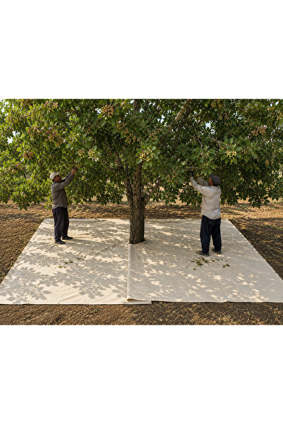 YILPAX 4x8 Metre Fıstık Toplama Çadırı – Fıstık ve Zeytin Hasat Bezi – 4x8m H...