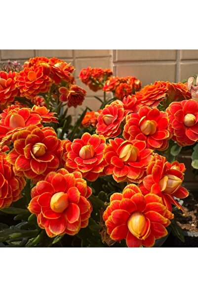 Bloom & Sow Seed Double‑Petal Kalanchoe Seeds, Bright Orange Rimmed Blooms Lo...