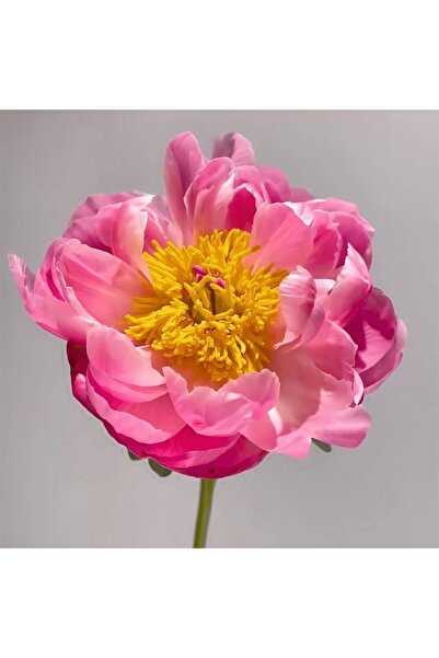 Bloom & Sow Seed Pink Peony Seeds, Herbaceous Peony Perennial Ornamental Flow...