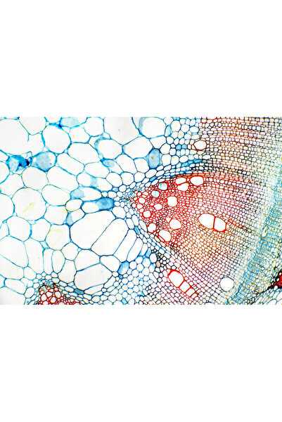 NO BRAND DLT-Cam PRO 6.3MP USB 3.0 Cameră pentru microscop