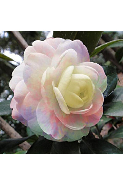 Bloom & Sow Seed Multi‑Color Blush Double Camellia Live Potted, Cream‑Yellow ...
