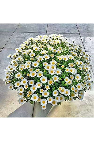 Bloom & Sow Seed White Chrysanthemum Paludosum Seeds, Bright Yellow Center, f...