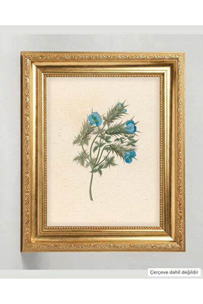 morsila Botanik Çiçek Poster 30x40 cm Çerçevesiz Duvar Tablosu Gri Acanthus C...