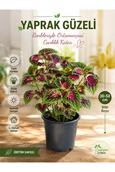 A&N Florya Vadi Yaprak Güzeli Çiçeği Coleus 30-50 cm Üretim Saksılı Renkli De...