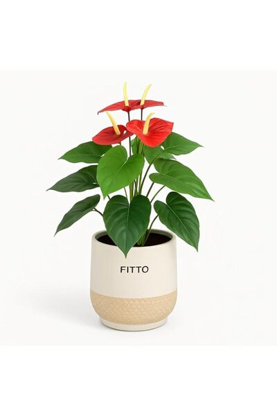 Generic Fitto Stylish Artificial Plant in Ornamental Pot 76x39x21cm for Home ...
