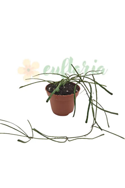 Eufloria Hoya retusa Ø6cm