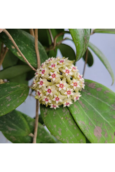 Eufloria Hoya wibergiae Ø6cm