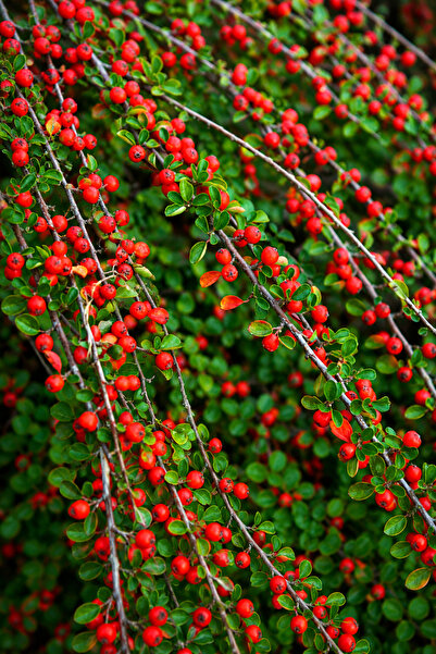 Vasada Dağmuşmulası Fidanı Cotoneaster Dammeri Tüplü 30-40 cm