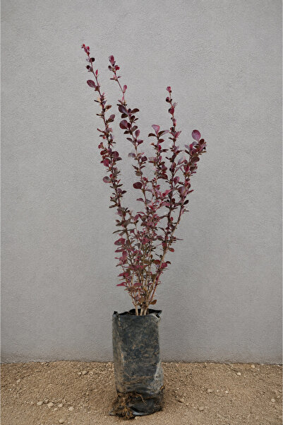 Vasada Kadın Tuzluğu Fidanı Berberis Thunbergii Rose Glow Tüplü 30 cm
