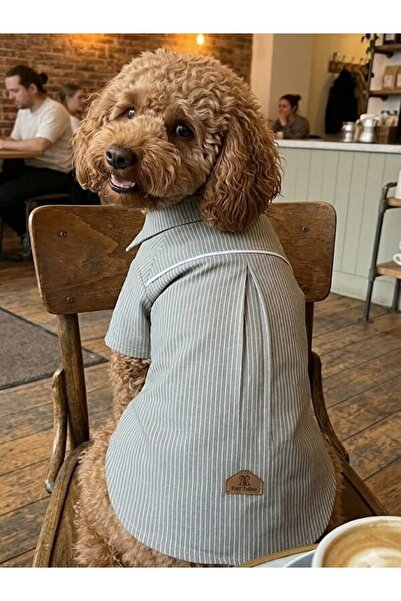 Peti Tailor Küçük Ve Orta Irk Beyaz Çizgili Gri Gömlek Collar