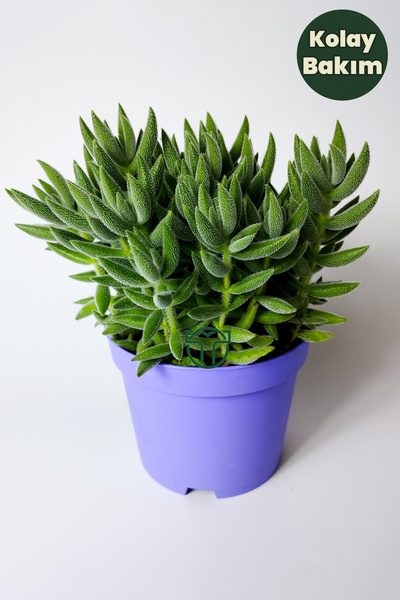 Toptan Kaktüs Crassula Jade Mesembryanthemoides Kolay Bakım Sukulent 8.5 Cm S...