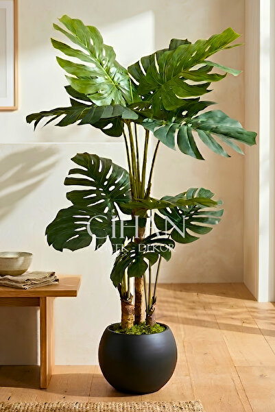 Cihan Çiçekçilik Monstera Ağacı 170cm Antrasit Küre Saksı