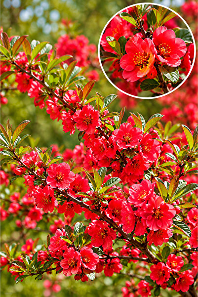 Vasada Japon Ayvası Çit Fidanı 4’lü Set Chaenomeles Japonica (Cydonia Japonica) Tüplü 30-40 cm