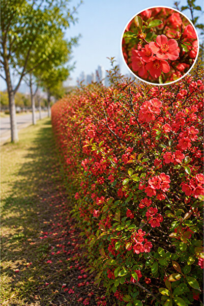Vasada Japon Ayvası Çit Fidanı 4’lü Set Chaenomeles Japonica (Cydonia Japonica) Tüplü 30-40 cm