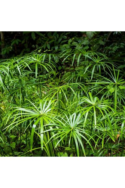 Fidanburada Japon Şemsiyesi Bitkisi - Cyperus Alternifolius