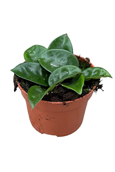 Eufloria Hoya carnosa 'Krinkle 8' Ø10.5cm