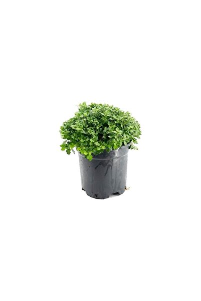 Genel Markalar Kasımpatı Krizantem, (Chrysanthemum) Çiçeği Pembe 10-20 cm