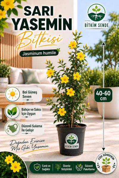 Bitkim Sende Sarı Renkli Yasemin Çiçeği Fidanı 1 Adet 40-60cm Saksılı Sarmaşı...
