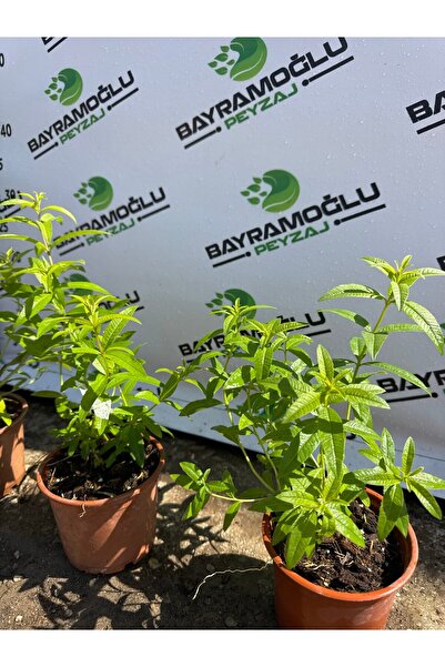 Bayramoğlu Peyzaj Yaprak kokulu Melisa çiçeği