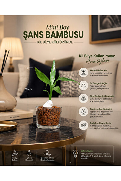 BitkiTÜRK Mini Boy Şans Bambusu Cam Vazoda Kil Bilye Kültüründe|BitkiTÜRK Öze...
