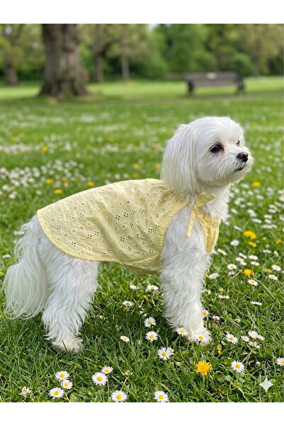 Gui Pet Dog Outfit