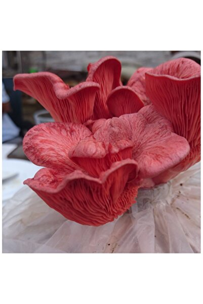 Agroma Pembe İstiridye Mantar Tohumu 100 Gram