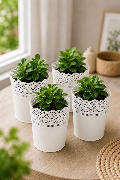 Alezy DAS1 Dantel No:1 - 1.1 Litre Plastik 4'lü Saksı