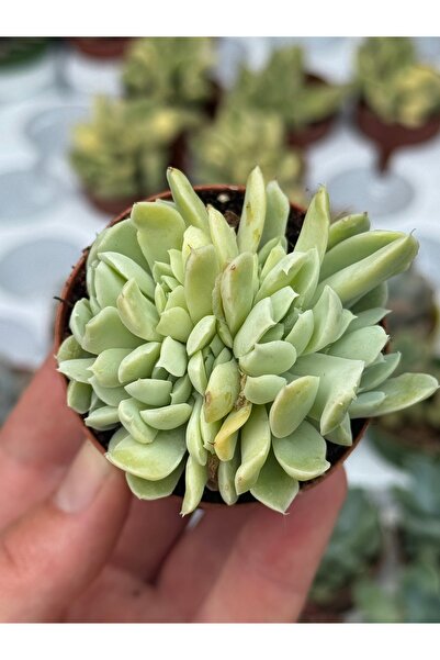 SukuLand Echeveria Topsy Turvy Cristat koleksiyonlul özel tür sukulent 5,5cm ...