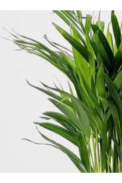 Generic Areca Small Holland - With Plastic Pot - 30cm to 40cm