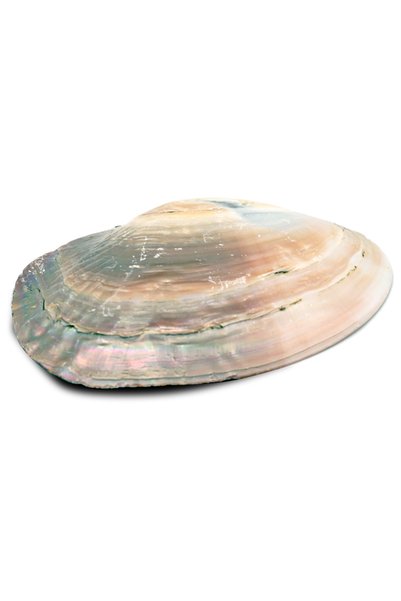 Palo Santo Scoică de abalone 12-15 cm - / Arzător de salvie
