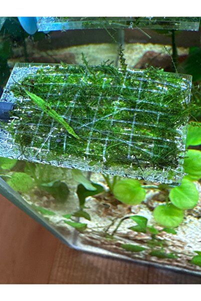 shop 🌿 Akvaryum Moss Sarma Teli 5*5 cm| Paslanmaz Bitki Sabitleme Teli | Jav...