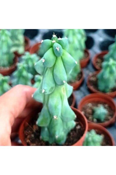 cantropikal Myrtillocactus Geometrizans Cv. Fukurokuryuzinboku Nadir Kaktüs 8...