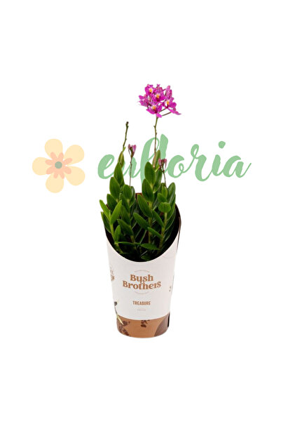 Eufloria Orhidee Epidendrum Ø9cm — Orhidee Crucifix, Potrivită pentru începători