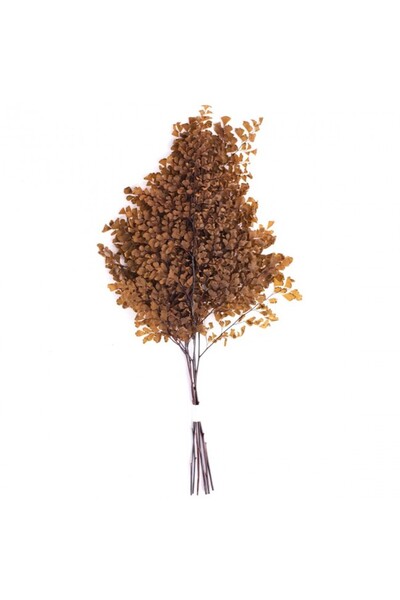 Roberto Rossi Frunze conservate de feriga Lutti H20-30 cm. maro