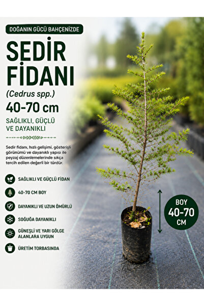 FİDANKÖY Sedir Fidanı (Cedrus spp.) 40-70 Cm Dört Mevsim Yeşil Peyzaj Ağacı