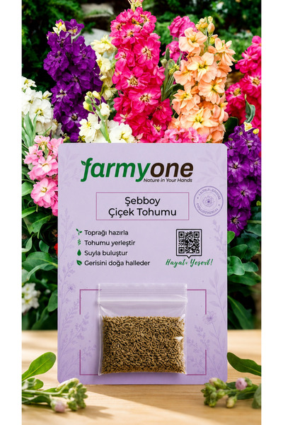farmyone Şebboy Çiçek Tohumu 100 Adet